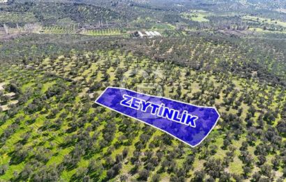 Çanakkale Geyikli de 4.518 m² Satılık Zeytinlik