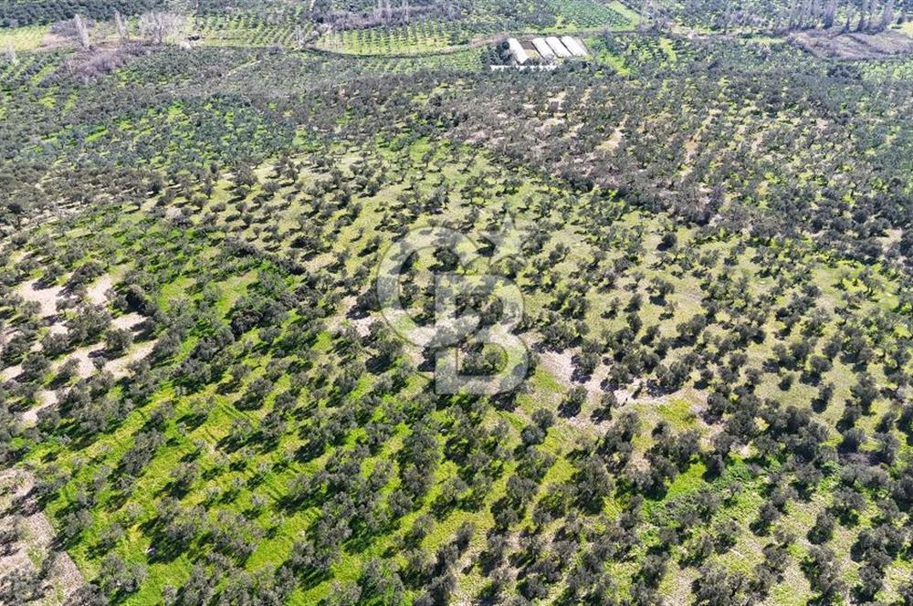 Çanakkale Geyikli de 4.518 m² Satılık Zeytinlik