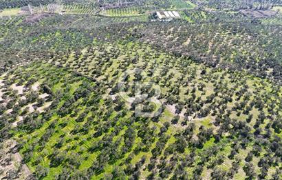 Çanakkale Geyikli de 4.518 m² Satılık Zeytinlik