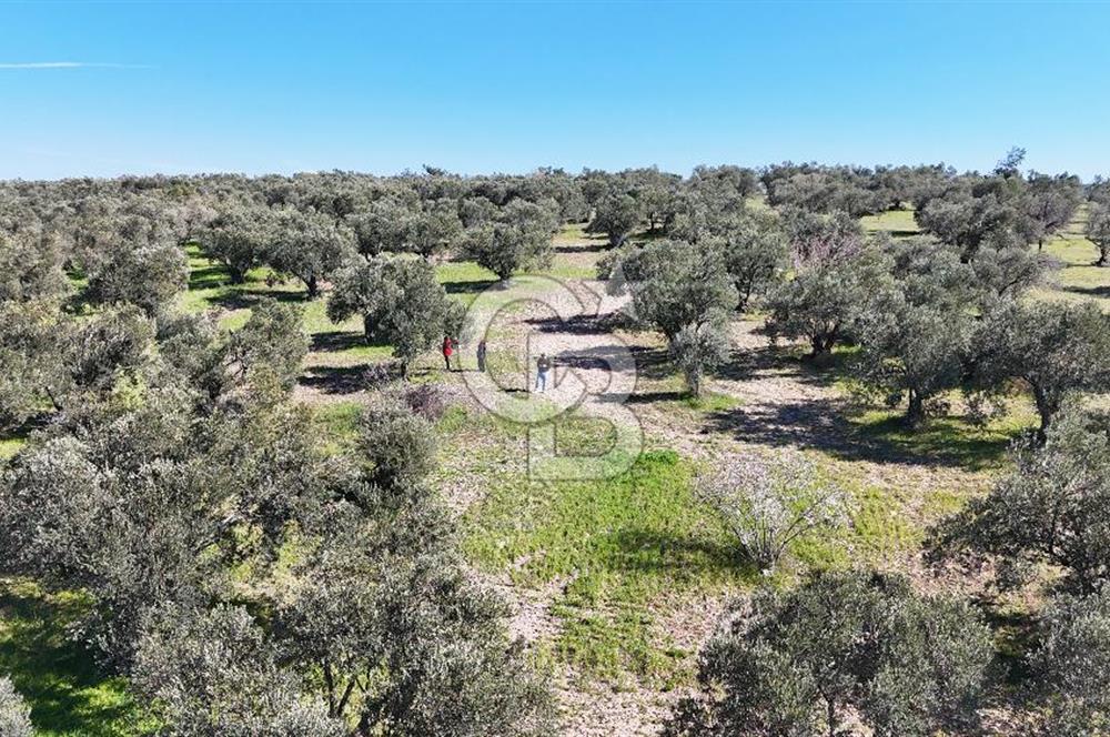 Çanakkale Geyikli de 4.518 m² Satılık Zeytinlik