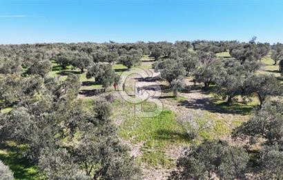 Çanakkale Geyikli de 4.518 m² Satılık Zeytinlik