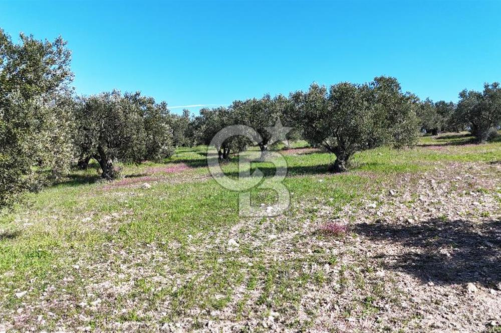 Çanakkale Geyikli de 4.518 m² Satılık Zeytinlik