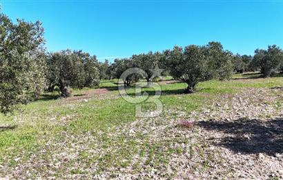 Çanakkale Geyikli de 4.518 m² Satılık Zeytinlik