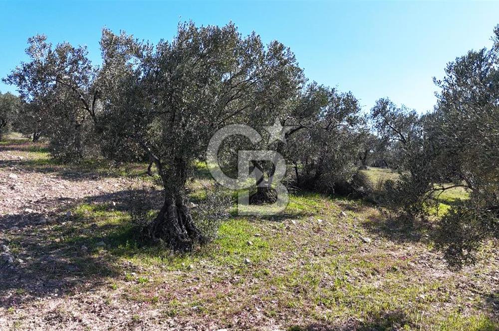 Çanakkale Geyikli de 4.518 m² Satılık Zeytinlik