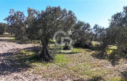 Çanakkale Geyikli de 4.518 m² Satılık Zeytinlik