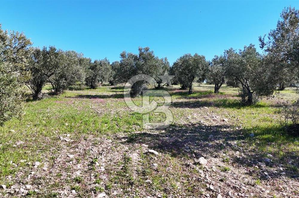 Çanakkale Geyikli de 4.518 m² Satılık Zeytinlik