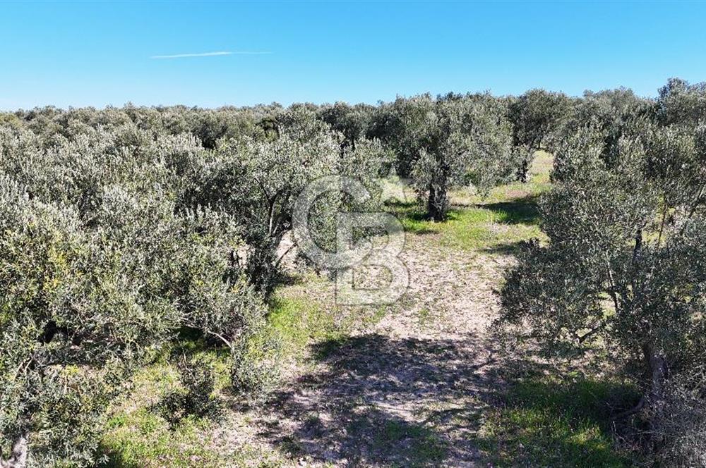 Çanakkale Geyikli de 4.518 m² Satılık Zeytinlik