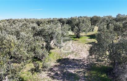 Çanakkale Geyikli de 4.518 m² Satılık Zeytinlik