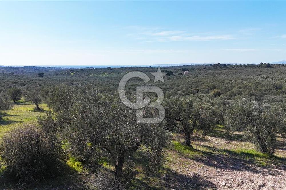 Çanakkale Geyikli de 4.518 m² Satılık Zeytinlik