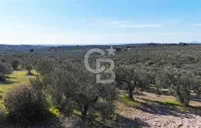 Çanakkale Geyikli de 4.518 m² Satılık Zeytinlik