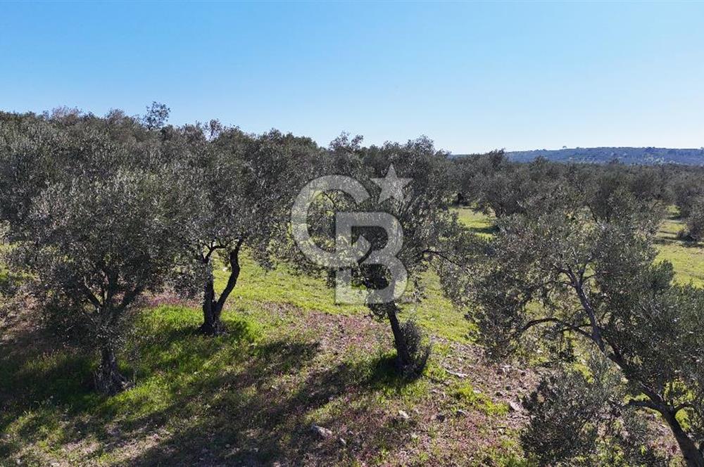 Çanakkale Geyikli de 4.518 m² Satılık Zeytinlik