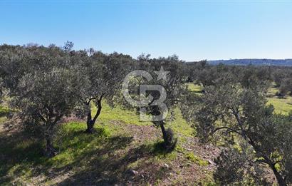 Çanakkale Geyikli de 4.518 m² Satılık Zeytinlik