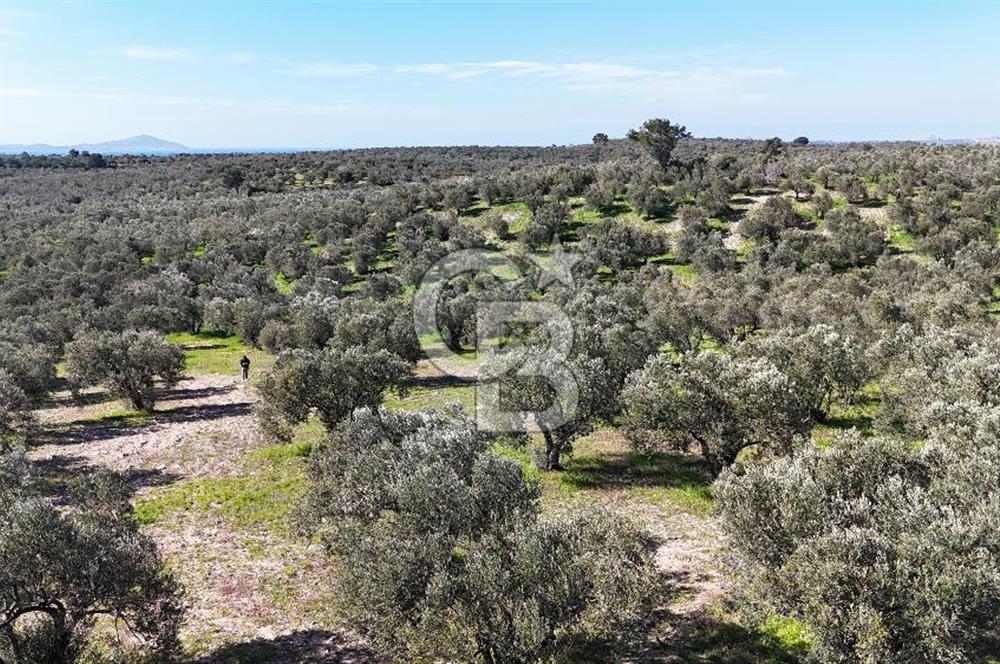 Çanakkale Geyikli de 4.518 m² Satılık Zeytinlik
