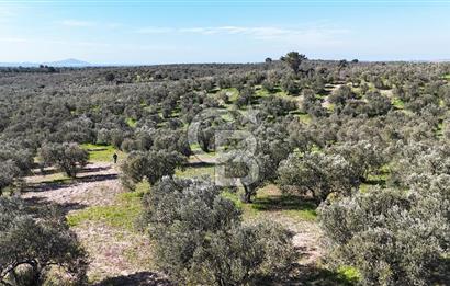Çanakkale Geyikli de 4.518 m² Satılık Zeytinlik
