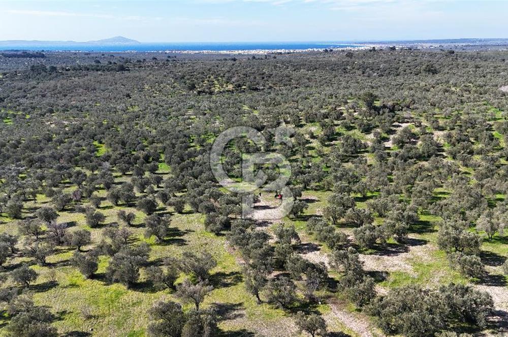 Çanakkale Geyikli de 4.518 m² Satılık Zeytinlik