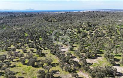 Çanakkale Geyikli de 4.518 m² Satılık Zeytinlik
