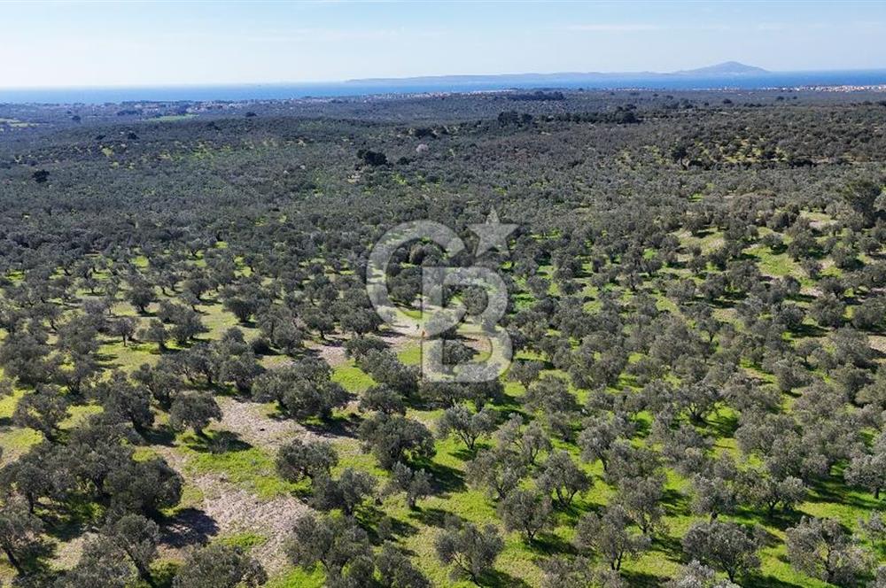 Çanakkale Geyikli de 4.518 m² Satılık Zeytinlik