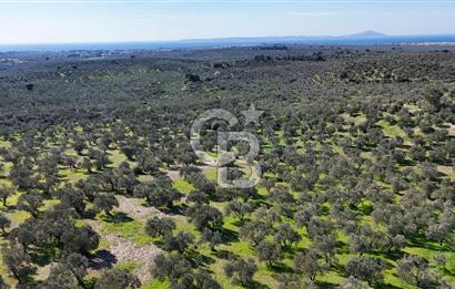 Çanakkale Geyikli de 4.518 m² Satılık Zeytinlik