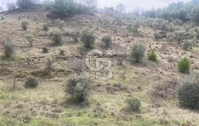 Muğla Menteşe Denizova'da Satılık 2232 m²  80m Yol Cepheli Tarla