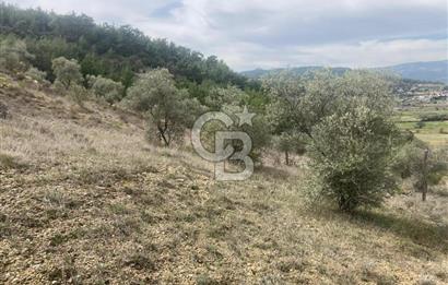 Muğla Menteşe Denizova'da Satılık 2232 m²  80m Yol Cepheli Tarla