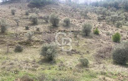 Muğla Menteşe Denizova'da Satılık 2232 m²  80m Yol Cepheli Tarla