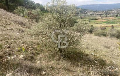 Muğla Menteşe Denizova'da Satılık 2232 m²  80m Yol Cepheli Tarla