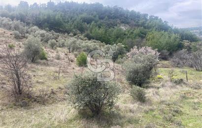 Muğla Menteşe Denizova'da Satılık 2232 m²  80m Yol Cepheli Tarla