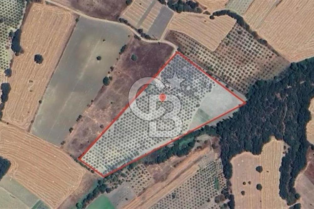  BERGAMA HAMZALI SÜLEYMANİYE'DE SATILIK ZEYTİNLİ TARLA 
