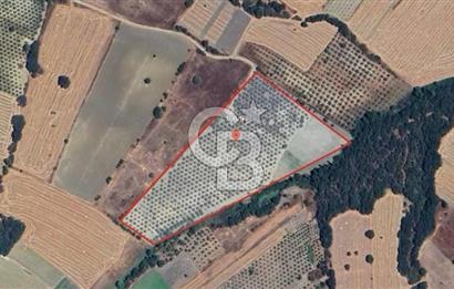  BERGAMA HAMZALI SÜLEYMANİYE'DE SATILIK ZEYTİNLİ TARLA 