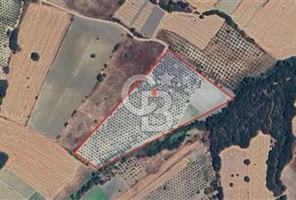  BERGAMA HAMZALI SÜLEYMANİYE'DE SATILIK ZEYTİNLİ TARLA  - 1 - 338696