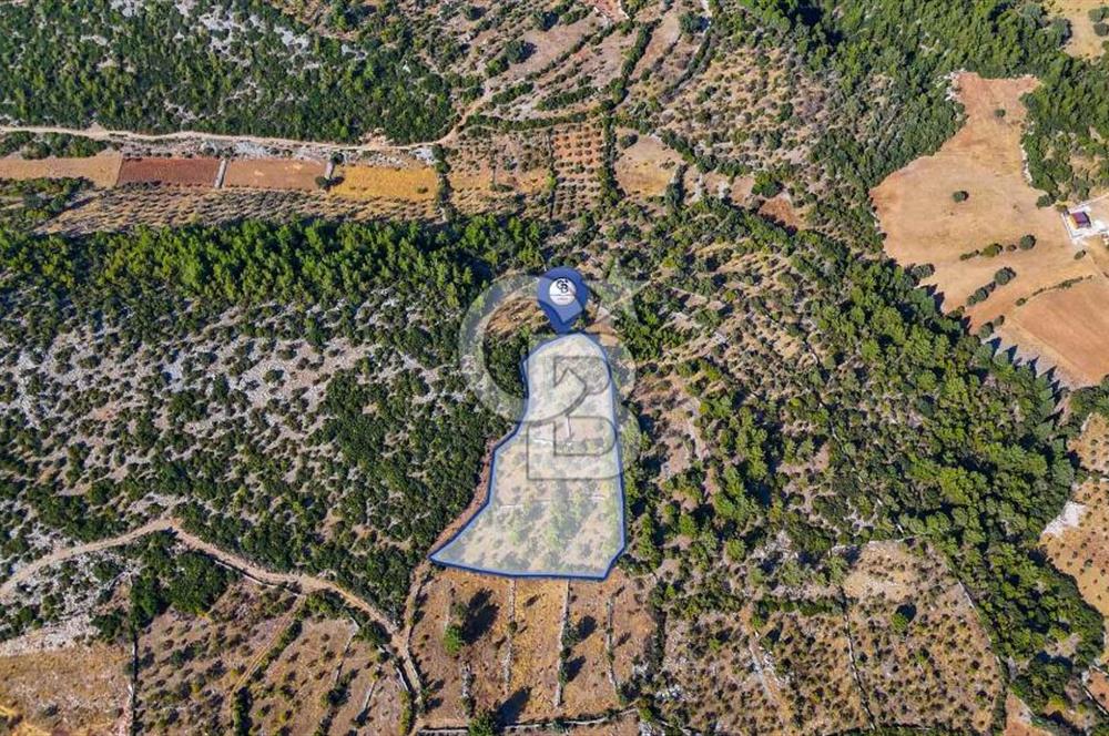 CB MARİNADAN MENTEŞE DENİZOVA'DA SATILIK TARLA