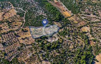 CB MARİNADAN MENTEŞE DENİZOVA'DA SATILIK TARLA