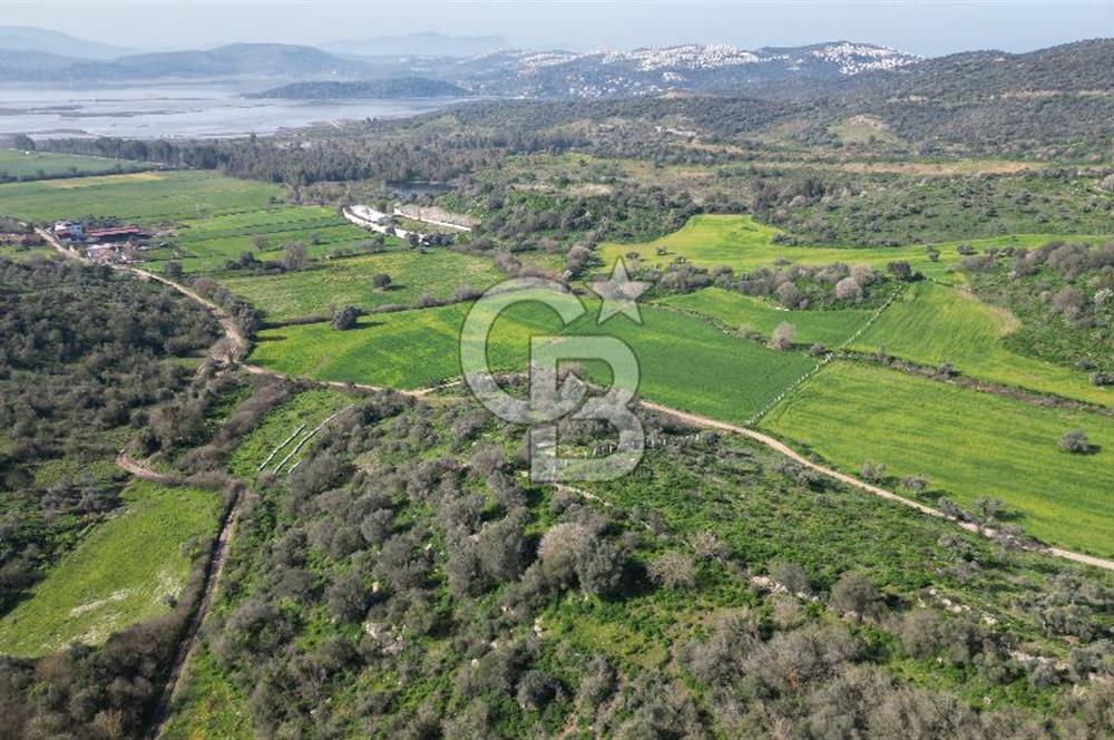 Milas Kemikler Satılık Tarla