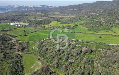 Milas Kemikler Satılık Tarla