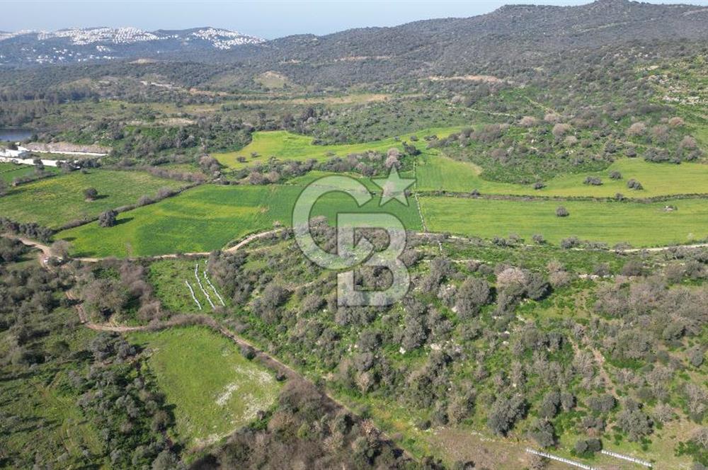 Milas Kemikler Satılık Tarla