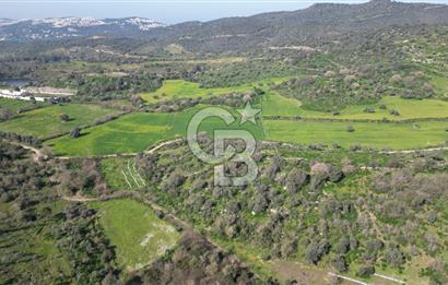 Milas Kemikler Satılık Tarla