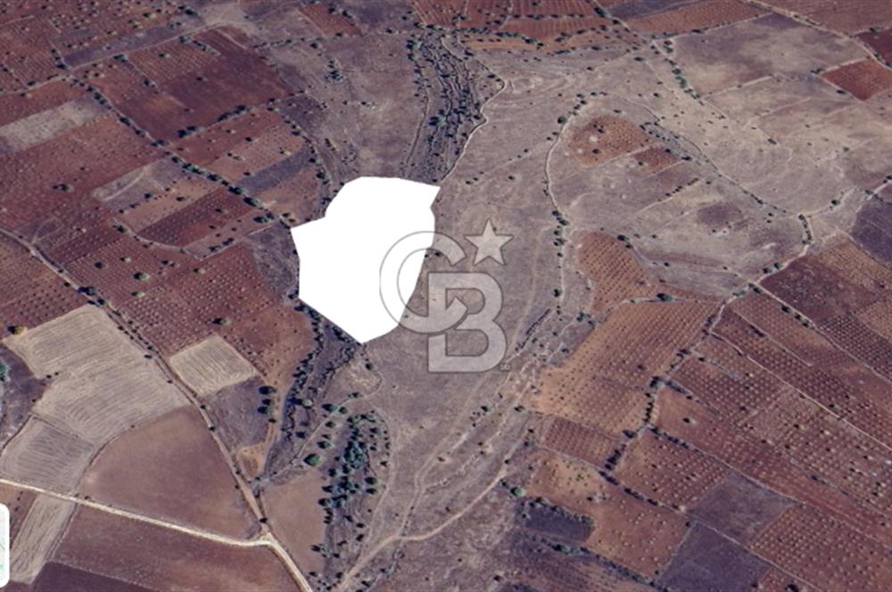 Mardin Midyat Şenköy'de 12.708 m2 lik Yatırımlık Bağ