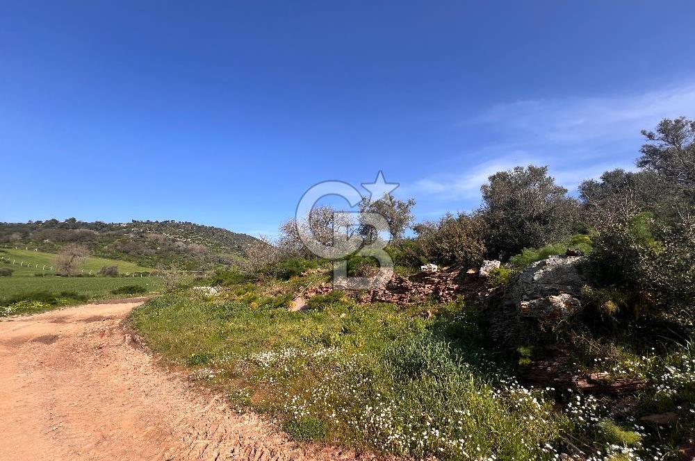 Milas Kemikler Satılık Tarla