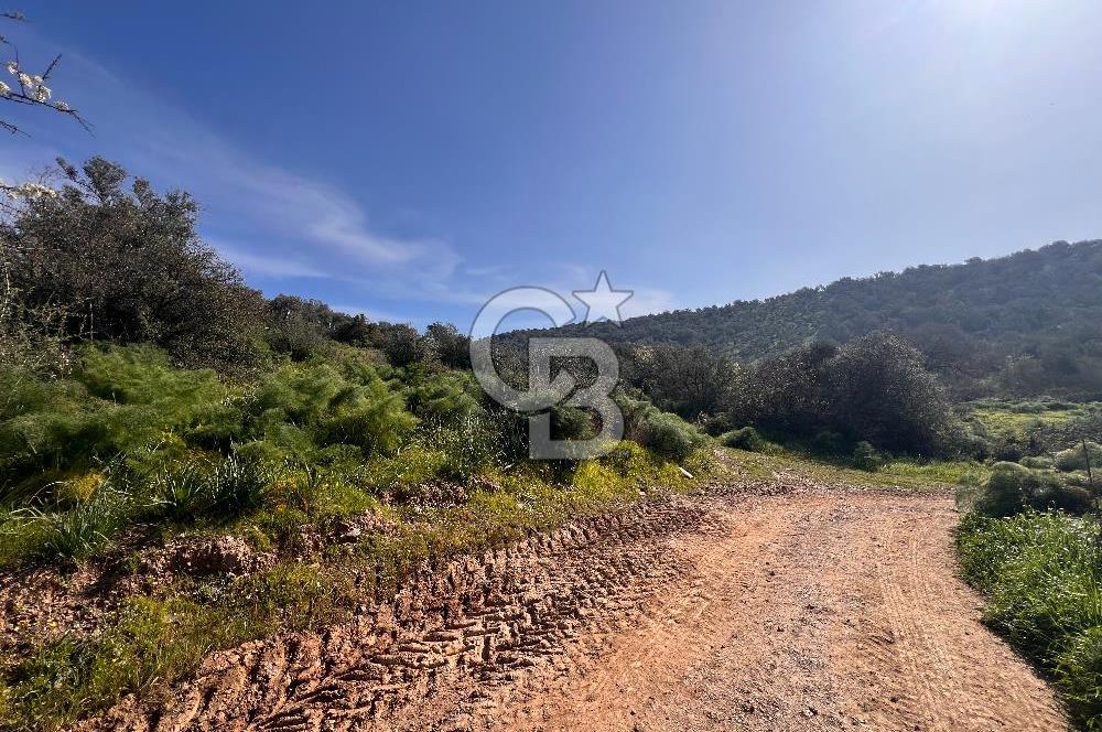 Milas Kemikler Satılık Tarla