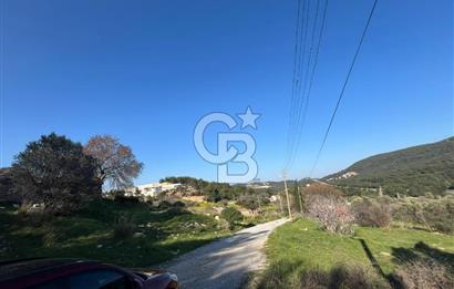 Urla Kalabak'ta Kekliktepe Komşu Satılık Zeytinlik Arazi