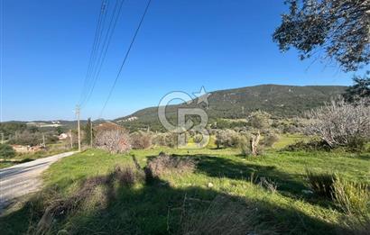 Urla Kalabak'ta Kekliktepe Komşu Satılık Zeytinlik Arazi