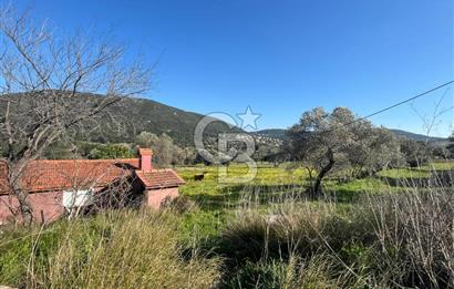 Urla Kalabak'ta Kekliktepe Komşu Satılık Zeytinlik Arazi