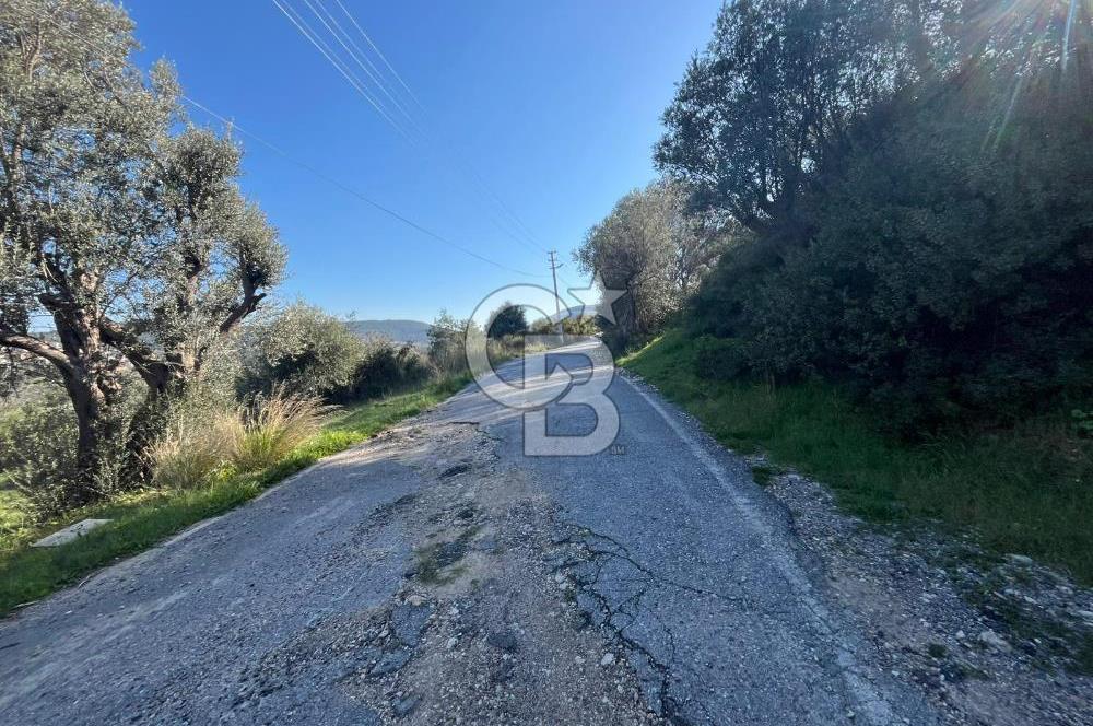 Urla Kalabak'ta Kekliktepe Komşu Satılık Zeytinlik Arazi