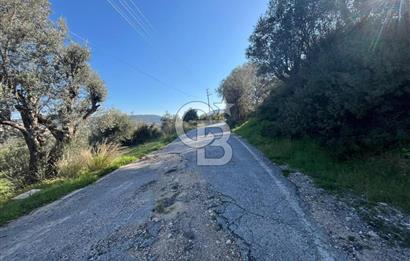 Urla Kalabak'ta Kekliktepe Komşu Satılık Zeytinlik Arazi