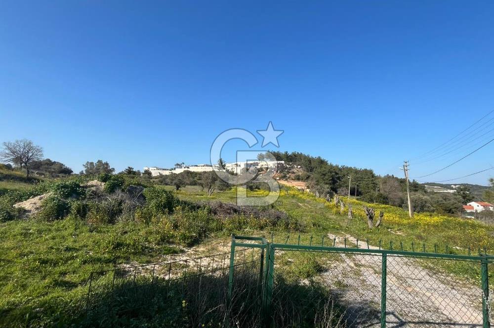 Urla Kalabak'ta Kekliktepe Komşu Satılık Zeytinlik Arazi