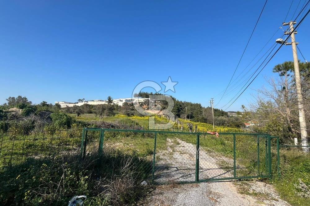 Urla Kalabak'ta Kekliktepe Komşu Satılık Zeytinlik Arazi