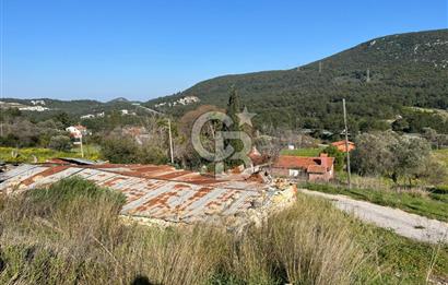 Urla Kalabak'ta Kekliktepe Komşu Satılık Zeytinlik Arazi