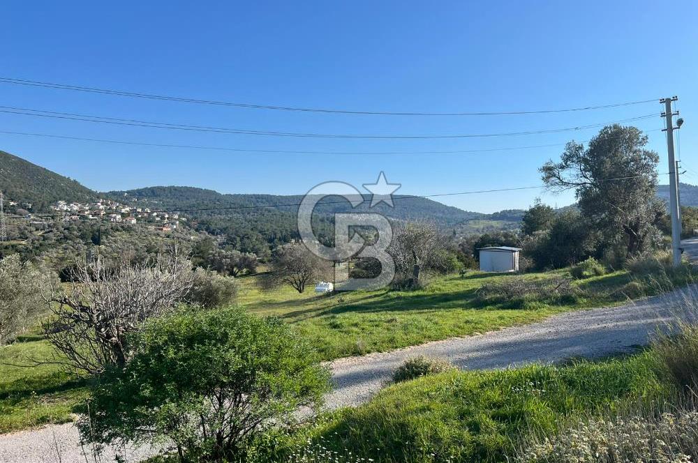 Urla Kalabak'ta Kekliktepe Komşu Satılık Zeytinlik Arazi