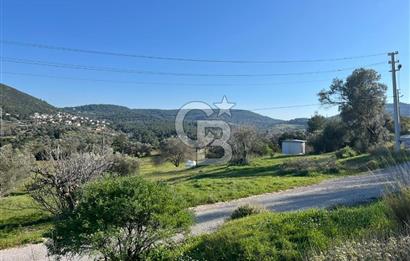 Urla Kalabak'ta Kekliktepe Komşu Satılık Zeytinlik Arazi