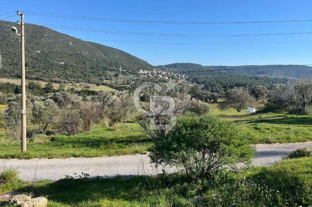 Urla Kalabak'ta Kekliktepe Komşu Satılık Zeytinlik Arazi